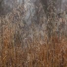 Panorama of dew